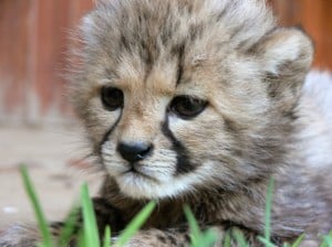 baby-cheetah-image