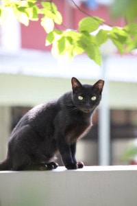 black-cat-stare-image