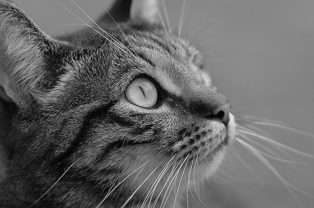 black-and-white-cat--profile-green-eyes-image