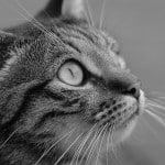 black-white-cat-side-image