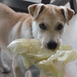 cute-puppy-wrapper-image