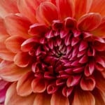 big-orange-pink-flower-detailed-image