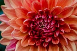 big-orange-pink-flower-detailed-image