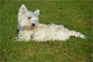 white-dog-lying-in-grass-image