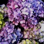 hydrangea-multicolored-image