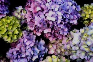 hydrangea-multicolored-image