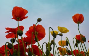 flowers-from-below-image