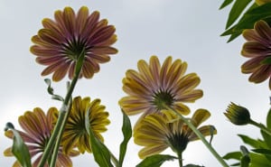 daisies-from-below-image