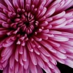 pink-chrysanthemum-image
