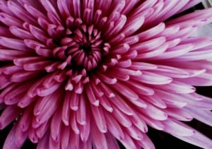 pink-chrysanthemum-image