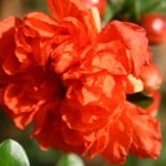 huge-orange-flower-image