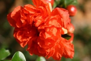 huge-orange-flower-image