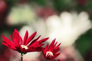 red-flower-faded-background-image