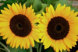 twin-sunflower-image