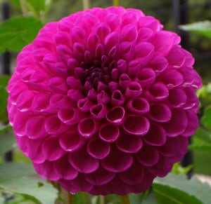 bright-pink-giant-ball-flower-image