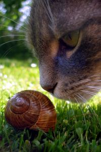 snail-cat-sniff-image