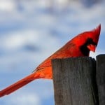 cardinal-snow-background-image