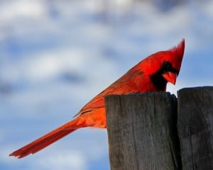 cardinal-snow-background-image