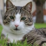 cat-lounging-on-grass-image