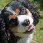 cute-dog-tongue-brown-white-black-image