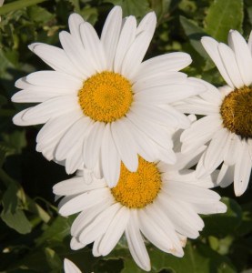 daisy-flowers-image