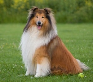 collie-dog-sitting-image