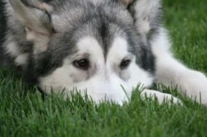 husky-nose-in-grass-image