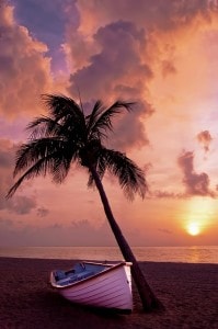 palm-tree-sunset-image