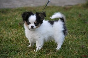 black-white-curly-tailed-dog-image