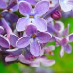 gorgeous-purple-flowers-image
