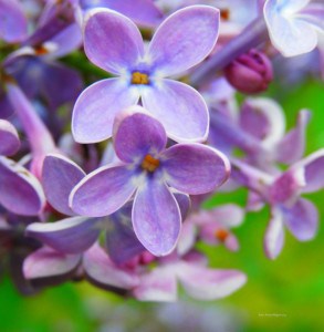gorgeous-purple-flowers-image