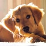 lab-pup-chew-toy-image