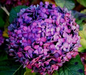 bright-purple-hydrangea-image