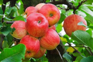 red-apples-bunch-image