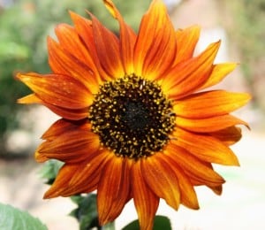 red-orange-sunflower-bright-image