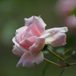 love-pink-rose-image