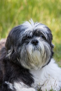 shih-tzu-pup-image