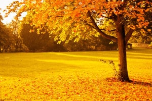 autumn-tree-leaves-yellow-image