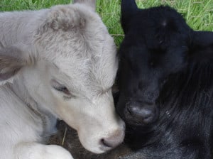 baby-calves-image