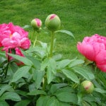 pink-flowers-lawn-image