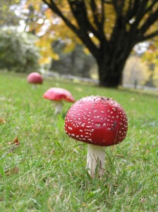 red-mushrooms-row-image