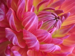 dahlia-pink-yellow-close-image