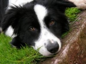 black-white-border-collie-image