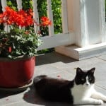 cat-lounging-on-porch-image