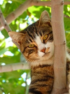 cat-peeking-from-behind-tree-branches-image