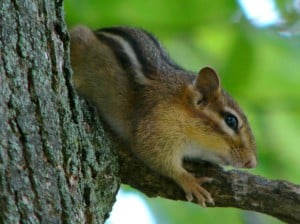 tree-chipmunk-image