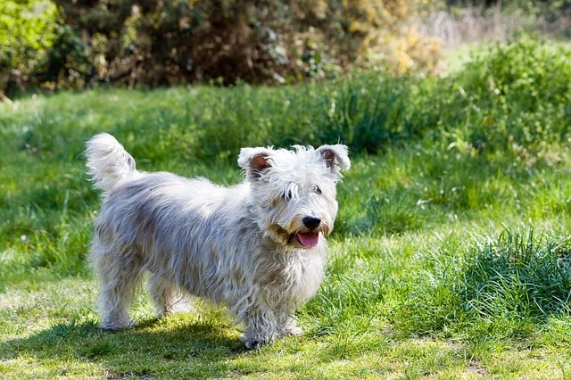 little-white-dog-grass-image