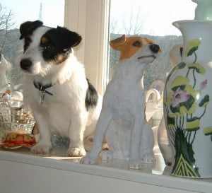 jack-russell-on-window-ledge-image