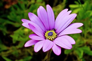 purple-petals-flower-close-up-image