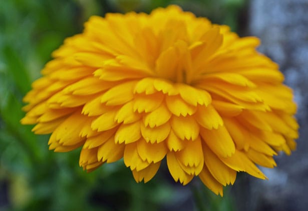 Yellow-huge-flower-image